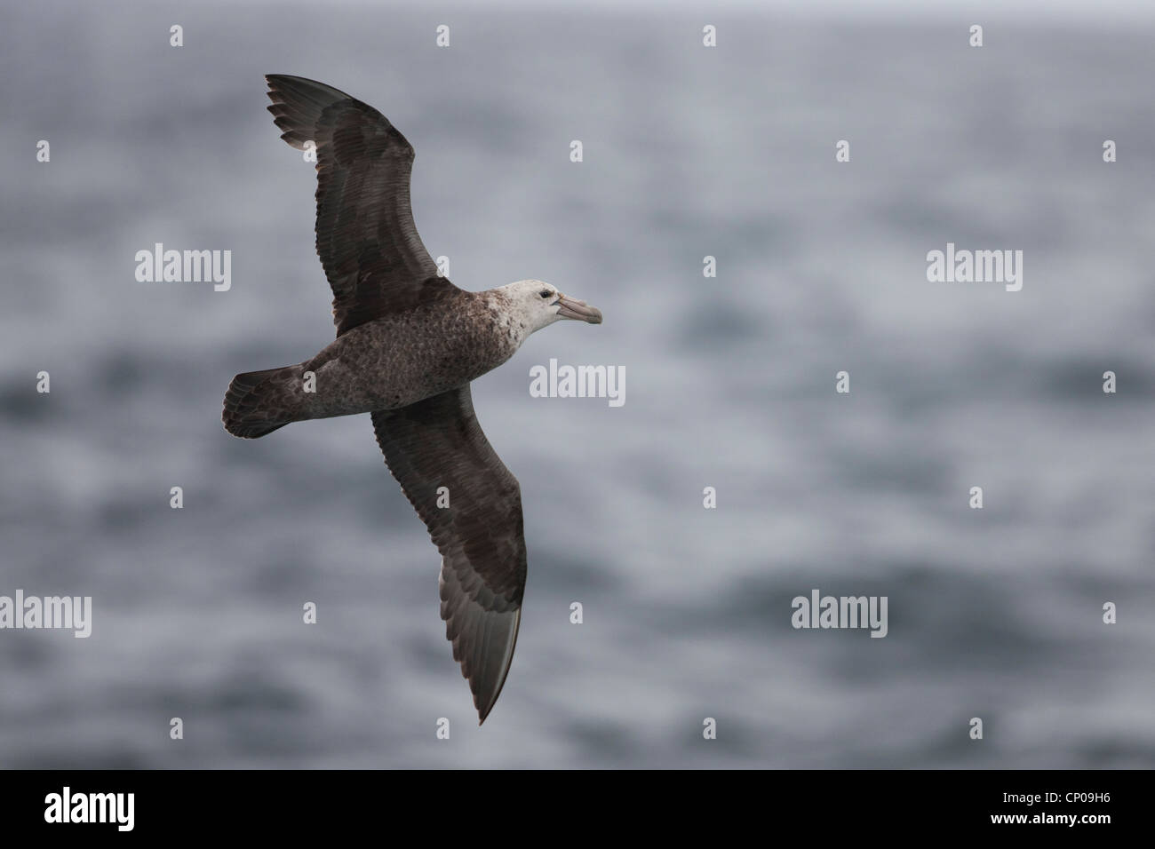 Southern Giant-Petrel (Macronectes giganteus), adult in flight in the Scotia Sea. Stock Photo