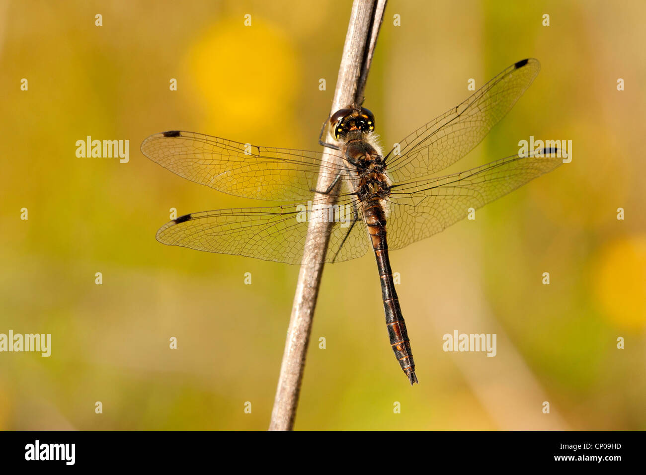 black sympetrum (Sympetrum danae), sitting at a sprout, Germany, Rhineland-Palatinate Stock Photo