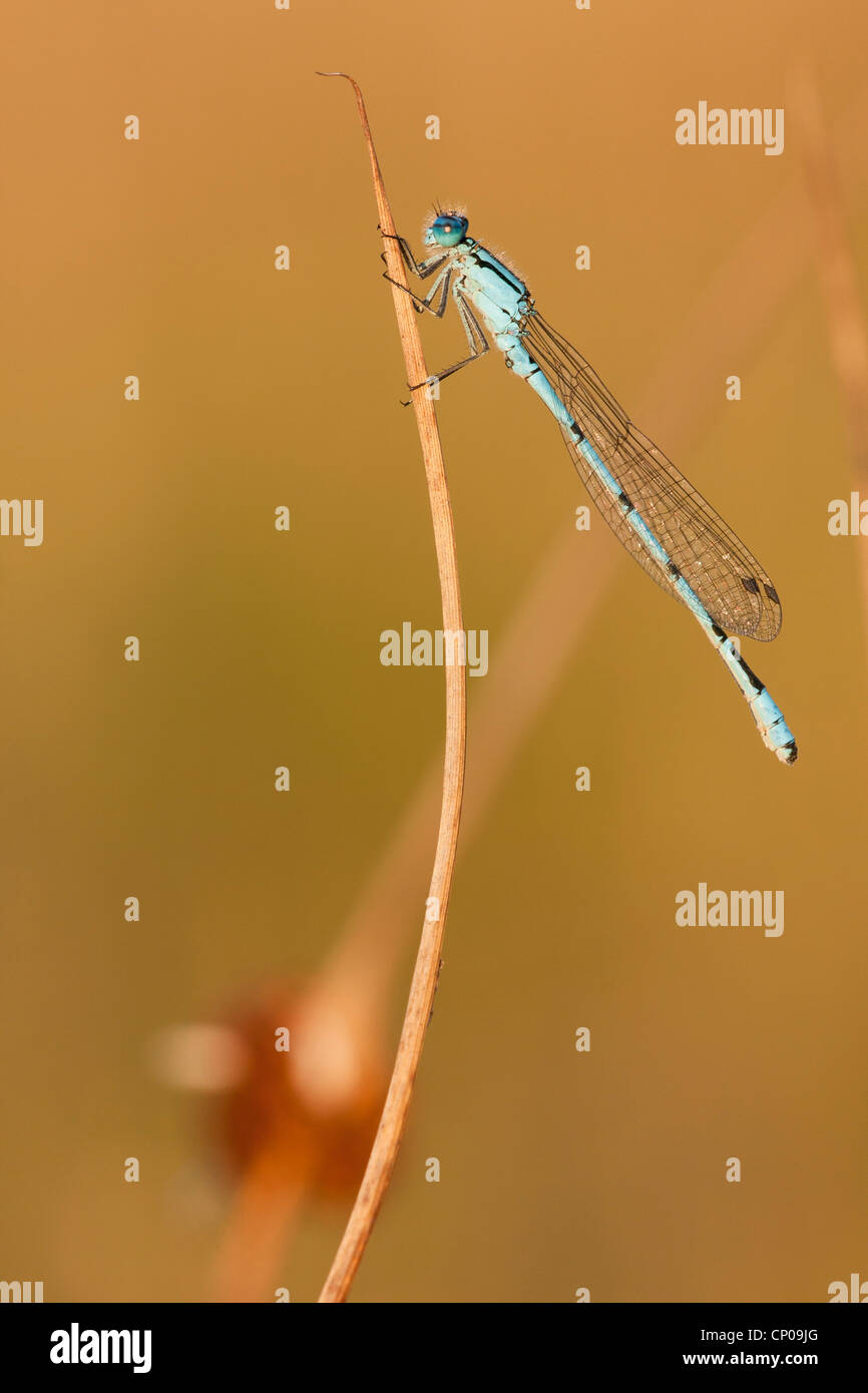 Eurasian Bluet (Coenagrion spec.), sitting at a sprout, Germany, Rhineland-Palatinate Stock Photo
