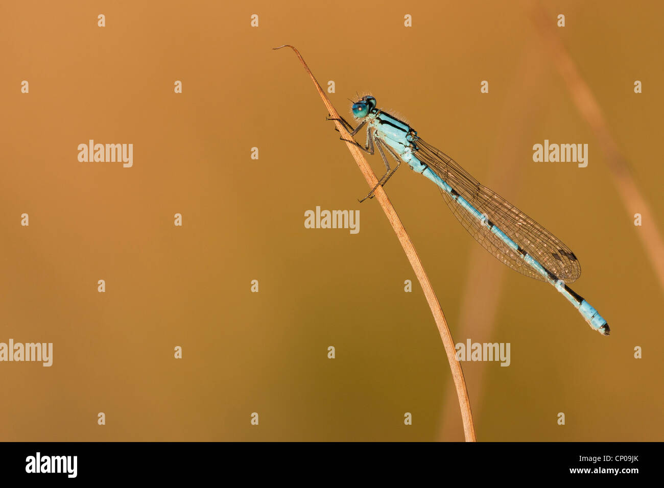 Eurasian Bluet (Coenagrion spec.), sitting at a sprout, Germany, Rhineland-Palatinate Stock Photo