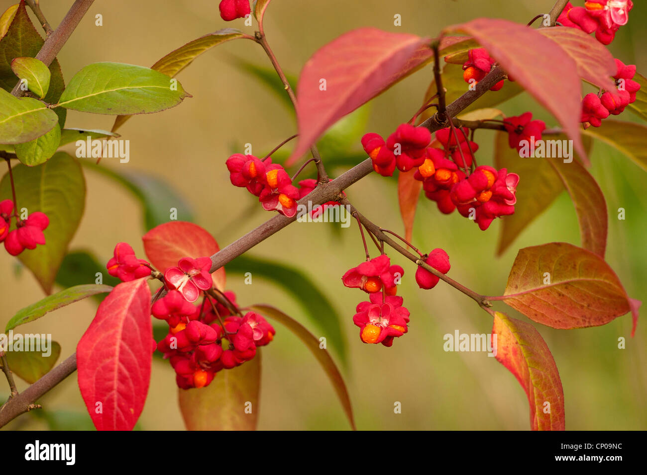 European spindletree (Euonymus europaea, Euonymus europaeus), branch
