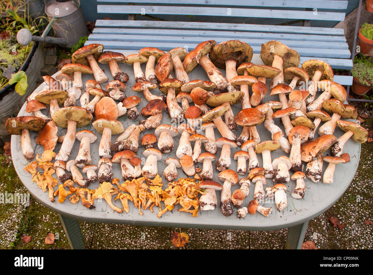 edible mushrooms lying on a tabel, penny buns and , Germany, Rhineland-Palatinate Stock Photo