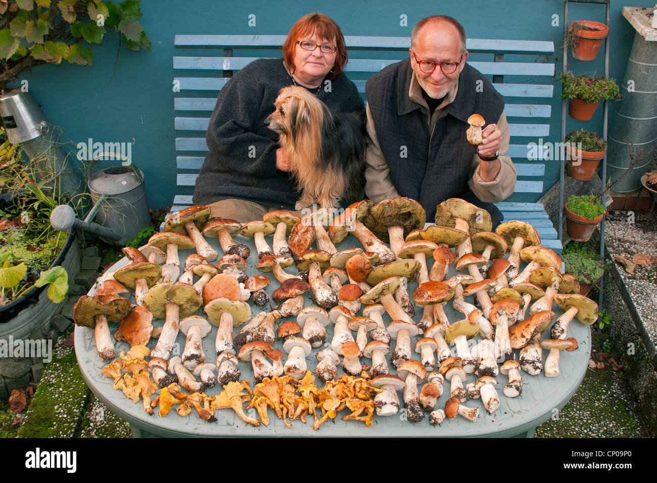 couple showing the collected mushrooms lying on a table, penny buns and , Germany, Rhineland-Palatinate Stock Photo