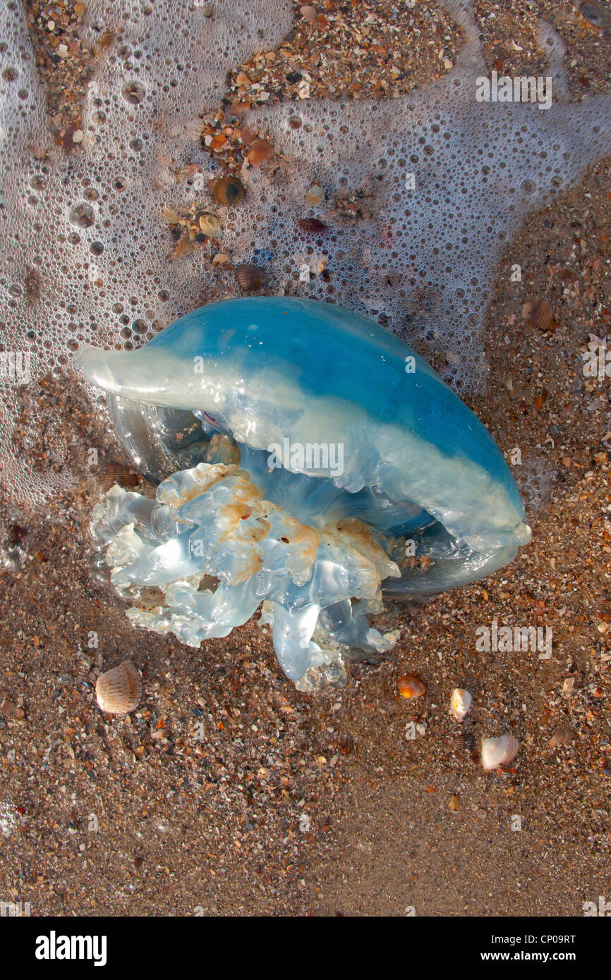 moon jelly, common jellyfish (Aurelia aurita), lying on a beach, Netherlands Stock Photo