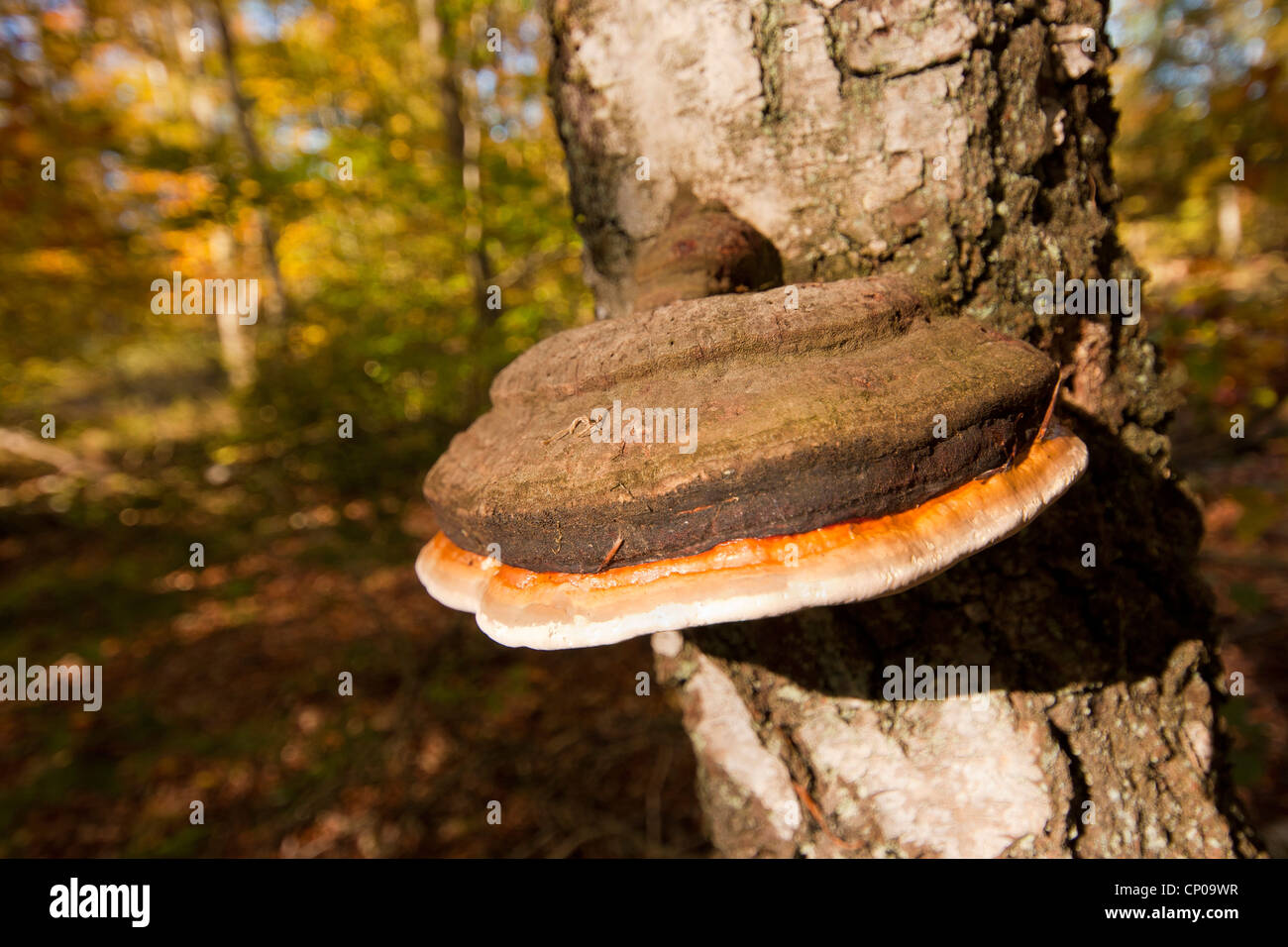 brown crumbly rot, red banded polypore (Fomitopsis pinicola), Germany, Rhineland-Palatinate Stock Photo