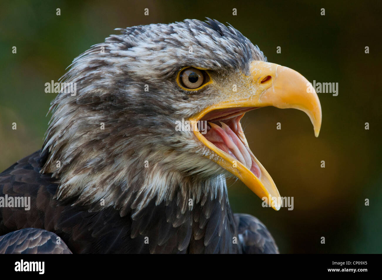 American bald eagle (Haliaeetus leucocephalus), with open beak Stock Photo