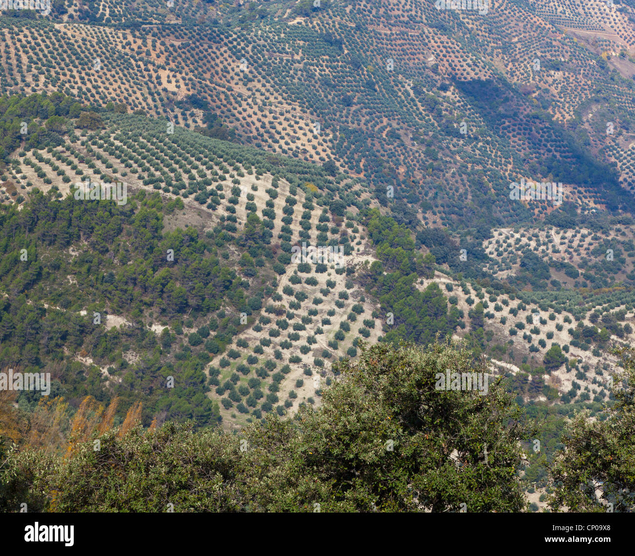 Olive groves near Burunchel, El Parque Natural de las Sierras de Cazorla, Segura y Las Villas,Jaen Province, Andalusia, Spain Stock Photo