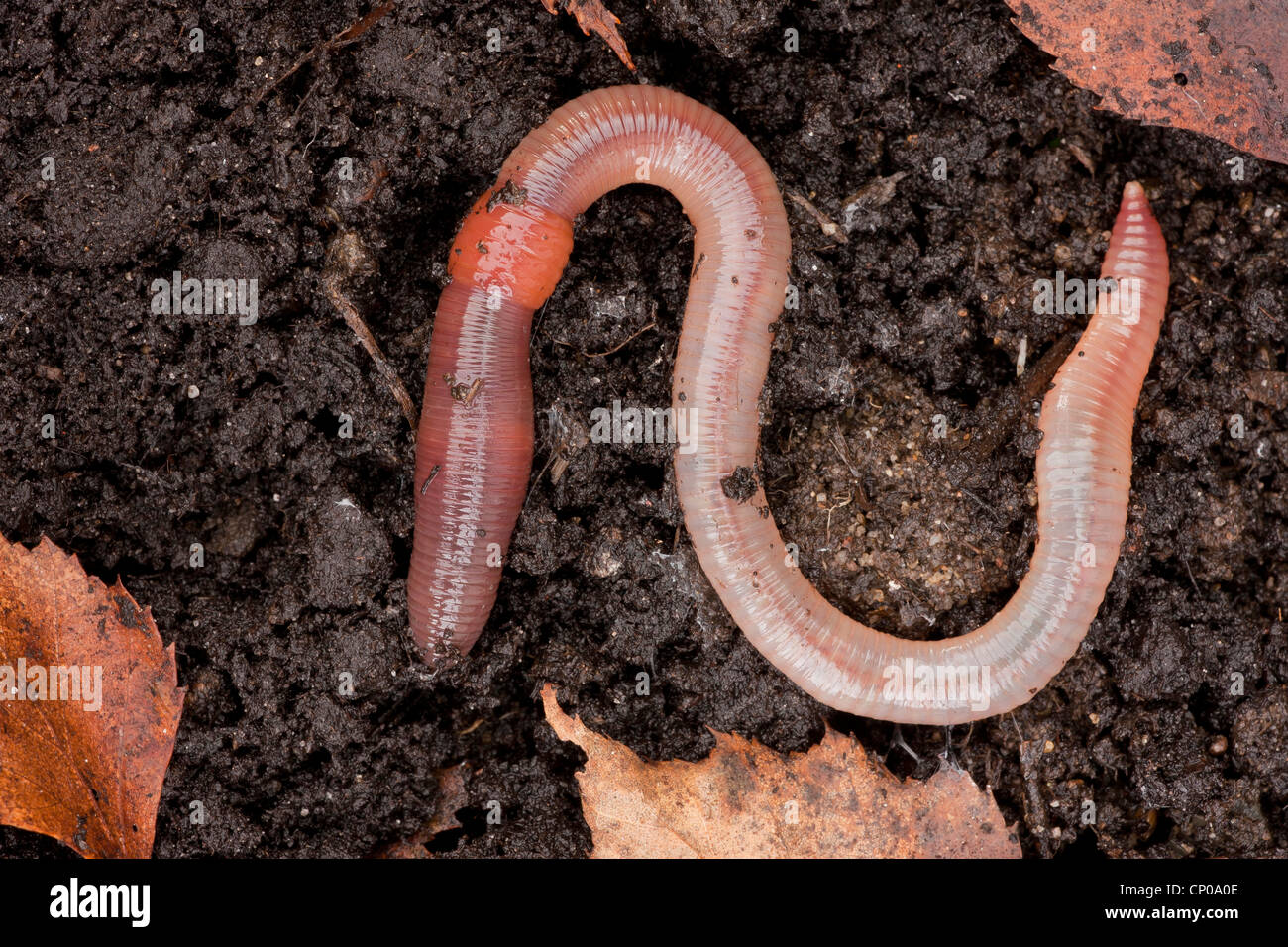 common earthworm, earthworm; lob worm, dew worm, squirreltail worm, twachel (Lumbricus terrestris), on the ground, Germany, Rhineland-Palatinate Stock Photo