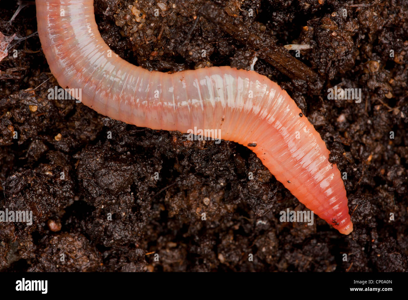 common earthworm, earthworm; lob worm, dew worm, squirreltail worm
