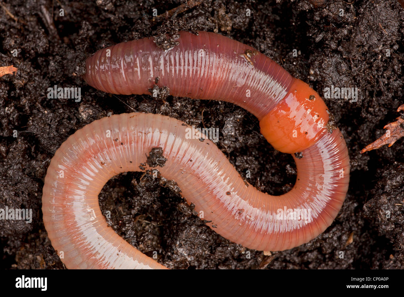 common earthworm, earthworm; lob worm, dew worm, squirreltail worm, twachel (Lumbricus terrestris), front, Germany, Rhineland-Palatinate Stock Photo