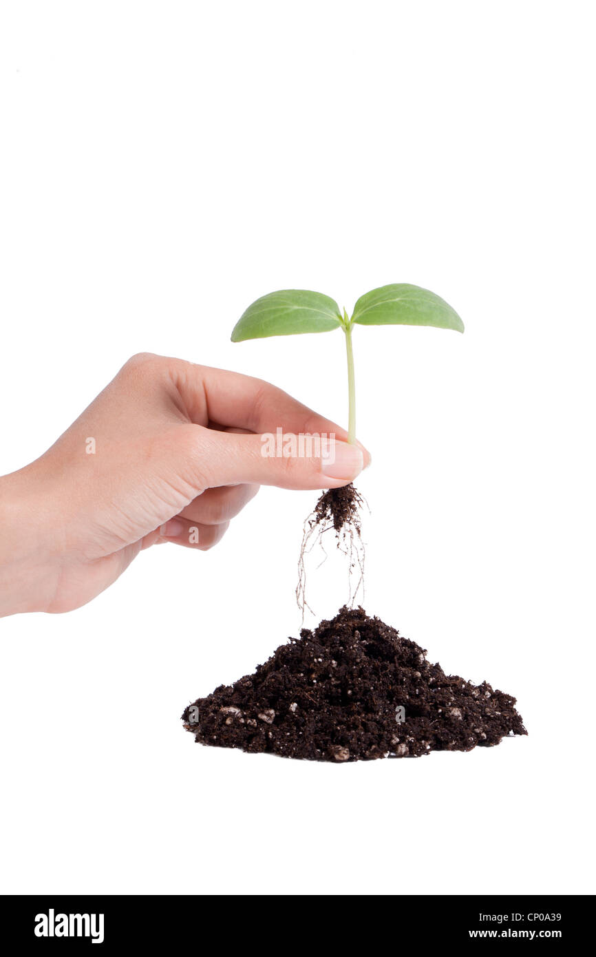 Sprout root hi-res stock photography and images - Alamy