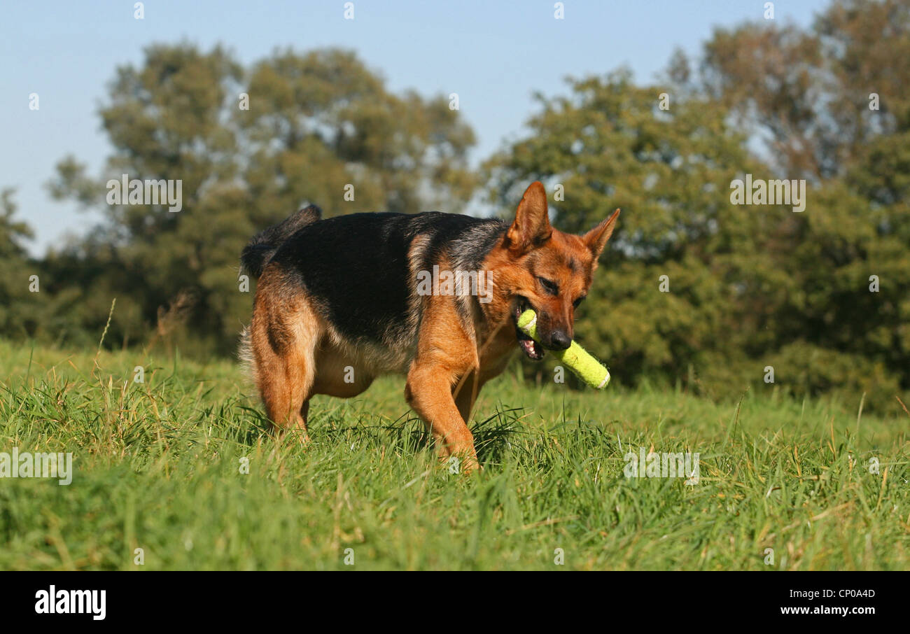 German Shepherd Dog (Canis lupus f. familiaris), retrieving toy in meadow Stock Photo