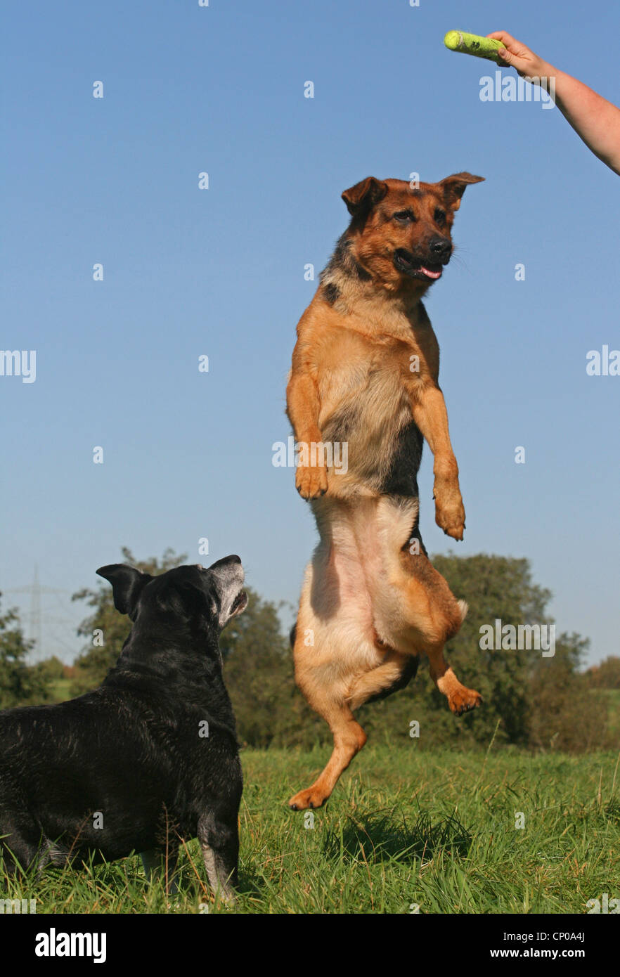 German Shepherd Dog (Canis lupus f. familiaris), jumping up to a toy, elderly mixed breed dog looking on Stock Photo