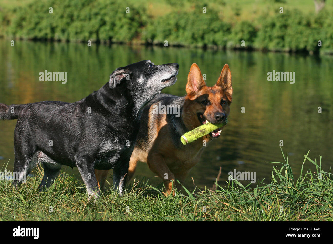 German Shepherd Dog (Canis lupus f. familiaris), and elderly mixed breed dog retrieving toy through a meadow Stock Photo