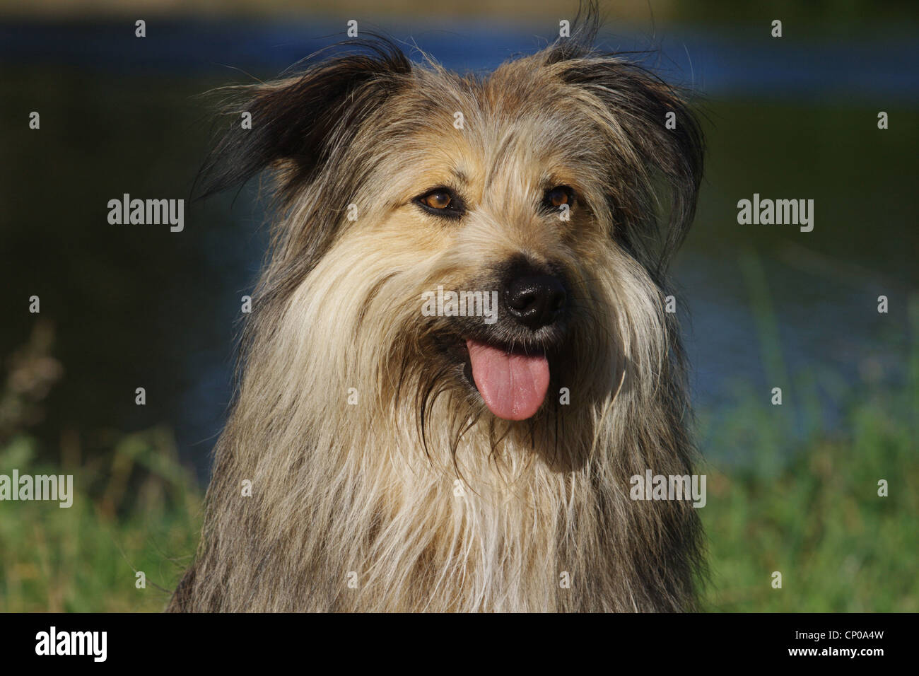 Berger de Picardie, Berger Picard (Canis lupus f. familiaris), portrait of a three years old mixed breed dog Stock Photo