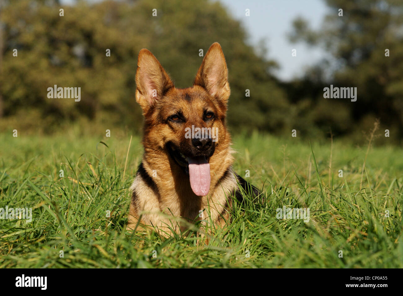 German Shepherd Dog (Canis lupus f. familiaris), 3 years old individual lying in a meadow panting, Germany Stock Photo