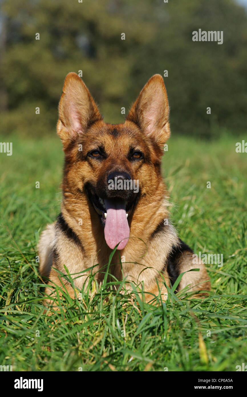 German Shepherd Dog (Canis lupus f. familiaris), 3 years old individual lying in a meadow panting, Germany Stock Photo