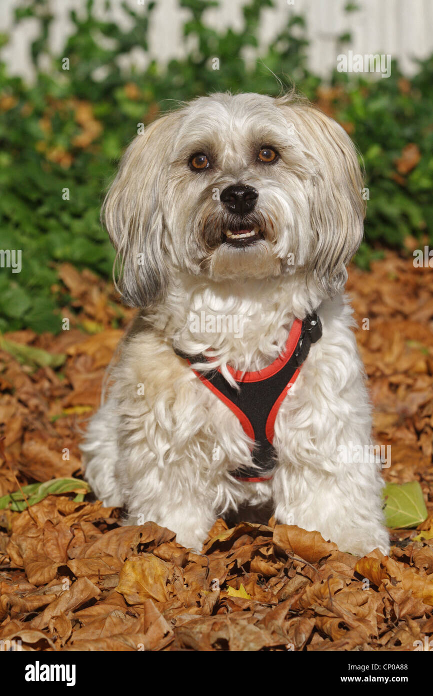 Havanese (Canis lupus f. familiaris), six years old individual sitting in foliage Stock Photo