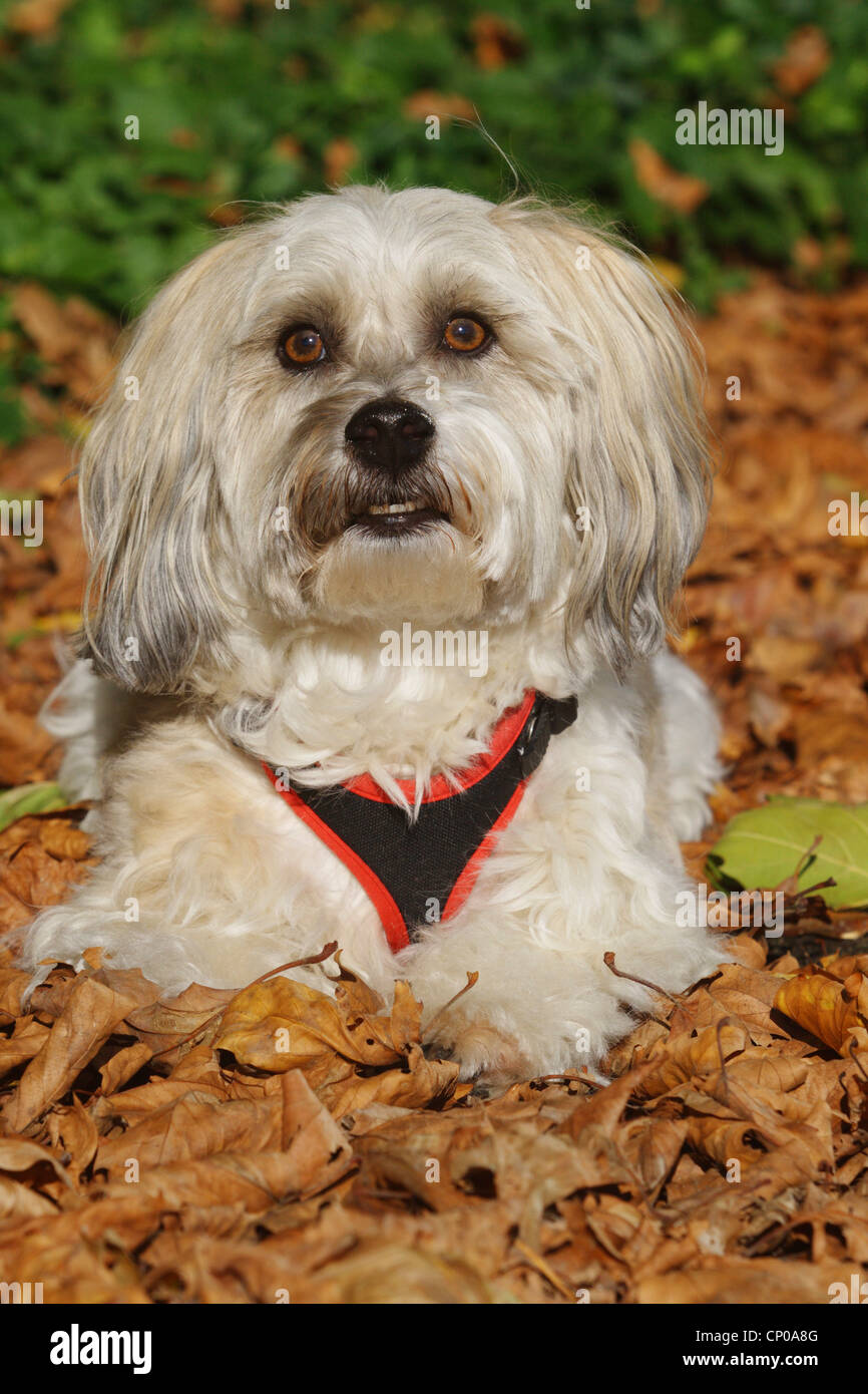 Havanese (Canis lupus f. familiaris), six years old individual lying in foliage Stock Photo