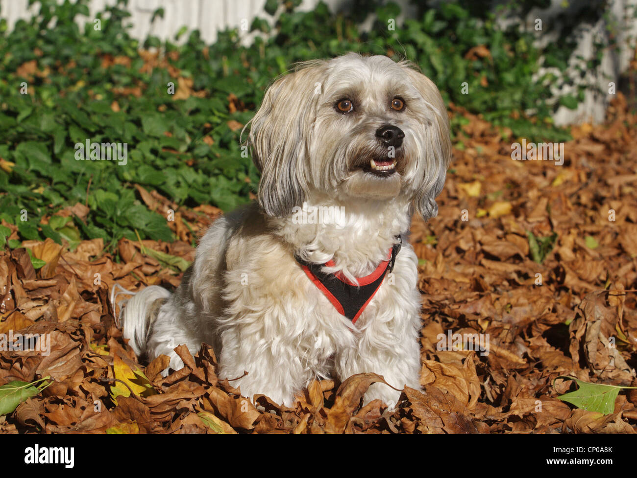 Havanese (Canis lupus f. familiaris), six years old individual sitting in foliage Stock Photo