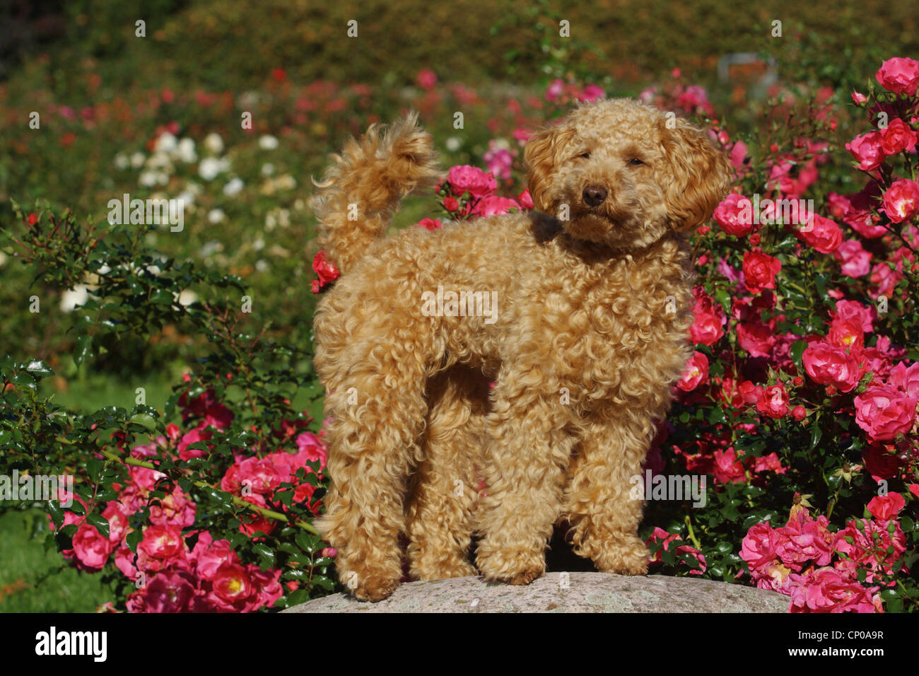 Apricot miniature poodle hires stock photography and images Alamy