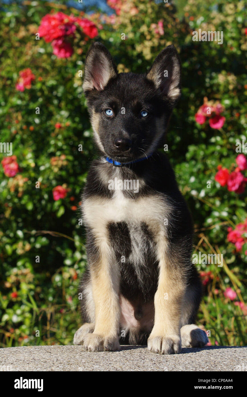 mixed breed dog (Canis lupus f. familiaris), nine weeks old husky shepherd  mixed breed dog sitting in front of red roses Stock Photo - Alamy