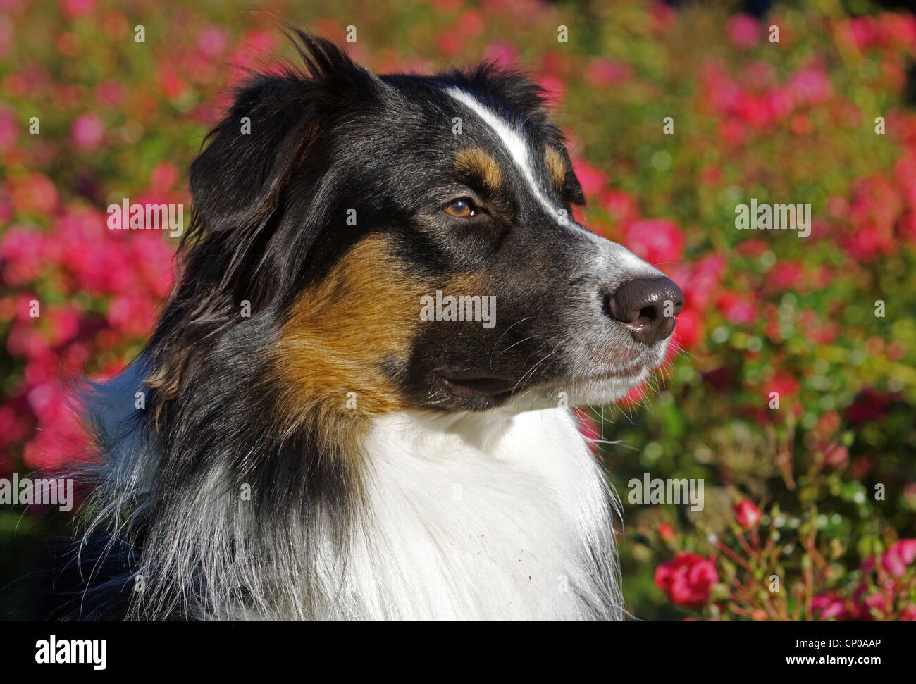 mixed breed dog (Canis lupus f. familiaris), portrait Stock Photo