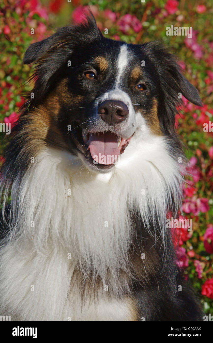 mixed breed dog (Canis lupus f. familiaris), portrait Stock Photo