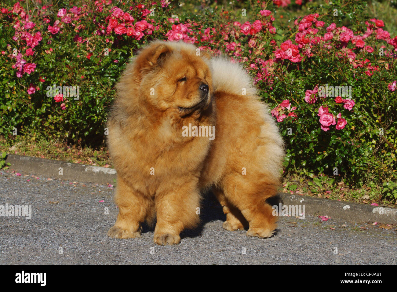 chow chow old