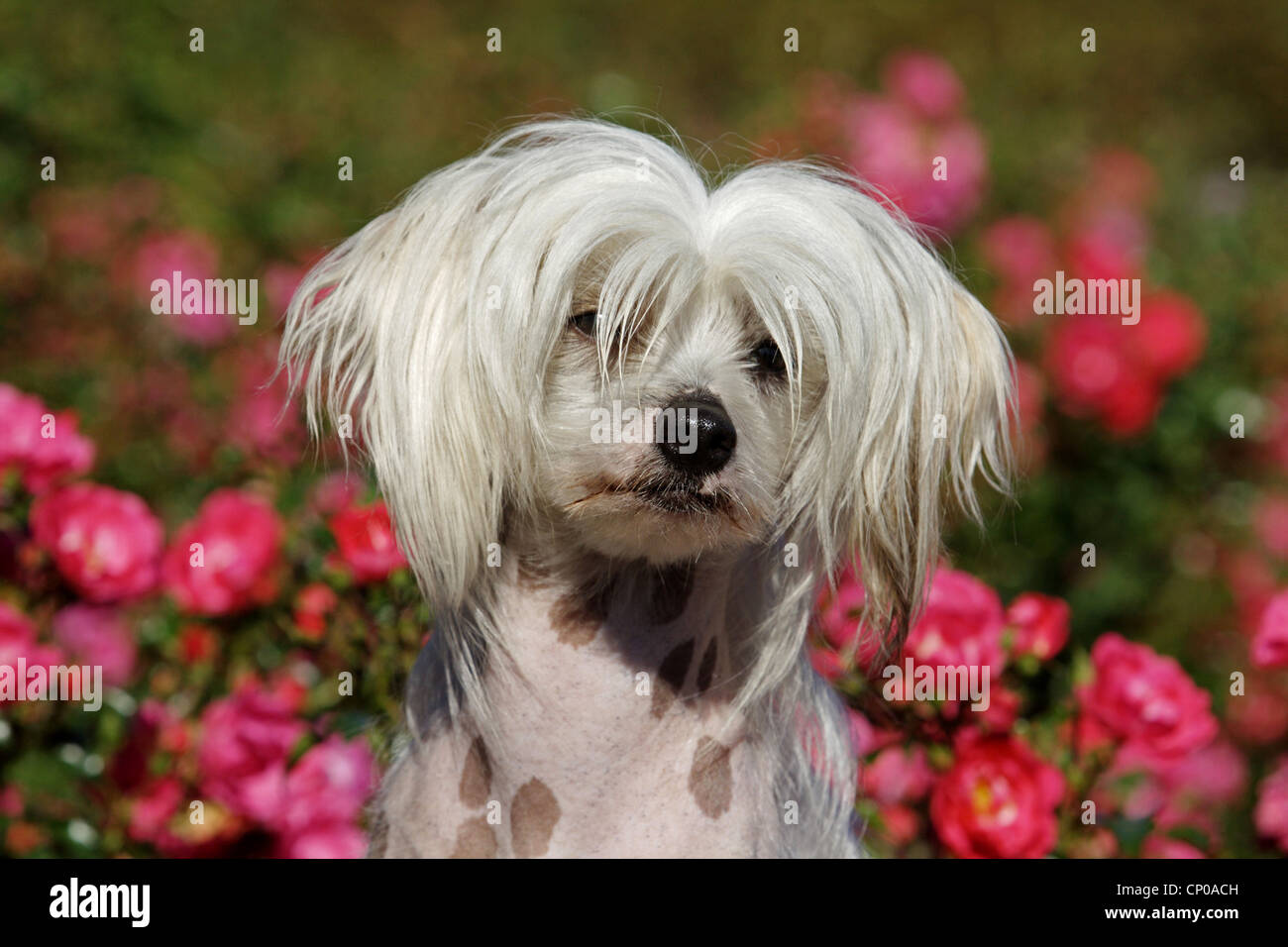 Chinese crested dog pink hair hi res stock photography and images