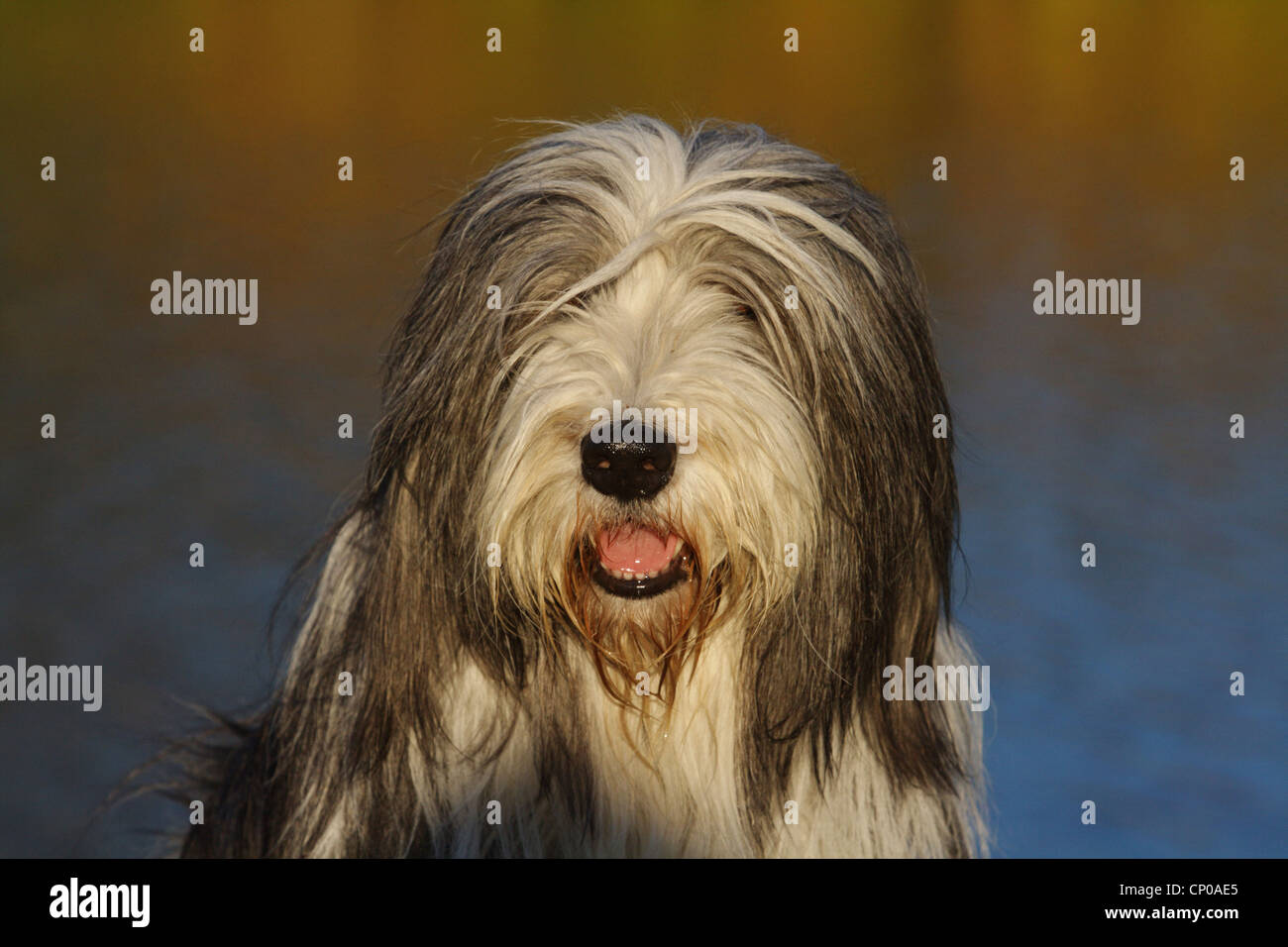 Bobtail and Bearded Collies, Old English Shepherd Dog Stock Photo - Alamy