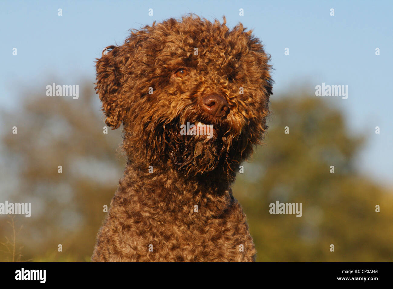 Italian Waterdog (Canis lupus f. familiaris), 4 years old individual, portrait Stock Photo