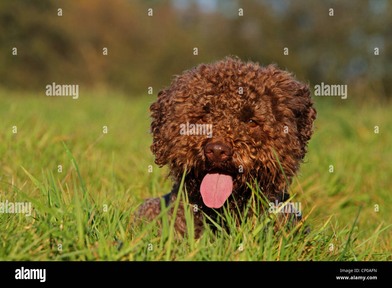 Italian Waterdog (Canis lupus f. familiaris), 4 years old individual in a meadow panting Stock Photo