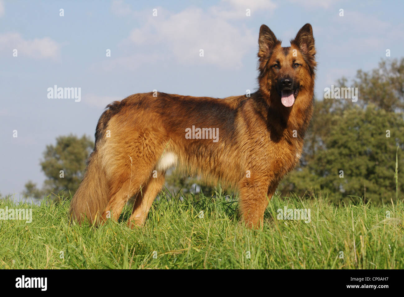 German Shepherd Dog (Canis lupus f. familiaris), Shepherd mixed breed dog standing in meadow Stock Photo