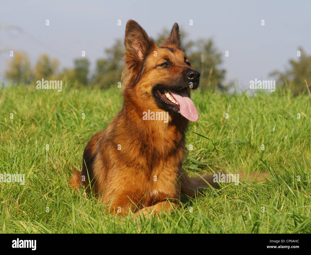 German Shepherd Dog (Canis lupus f. familiaris), Shepherd mixed breed dog lying in meadow Stock Photo