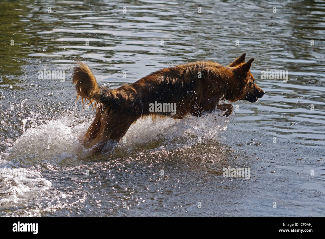 German Shepherd Dog (Canis lupus f. familiaris), Shepherd mixed breed dog jumping through the water Stock Photo