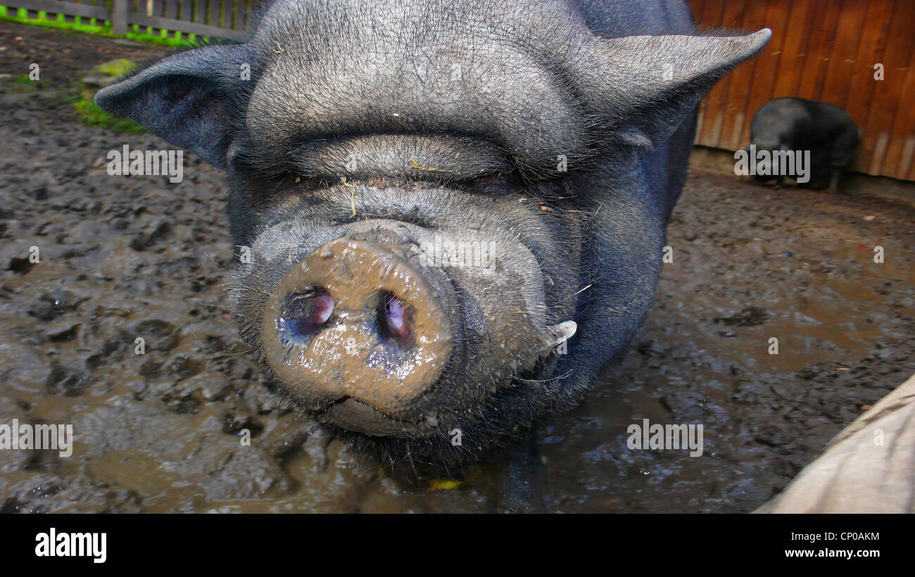 Vietnamese potbellied pig (Sus scrofa f. domestica), in muddy enclosure Stock Photo Alamy