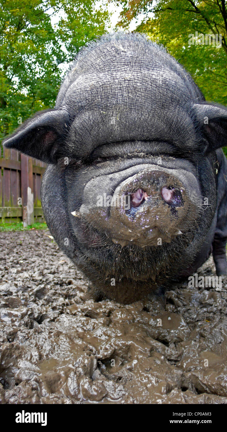 Vietnamese potbellied pig (Sus scrofa f. domestica), in muddy enclosure Stock Photo Alamy