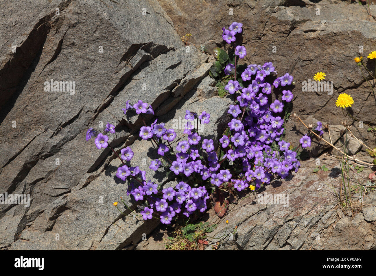 Campanula lyrata (Campanula lyrata), growing in a rock crevice, Greece, Lesbos Stock Photo