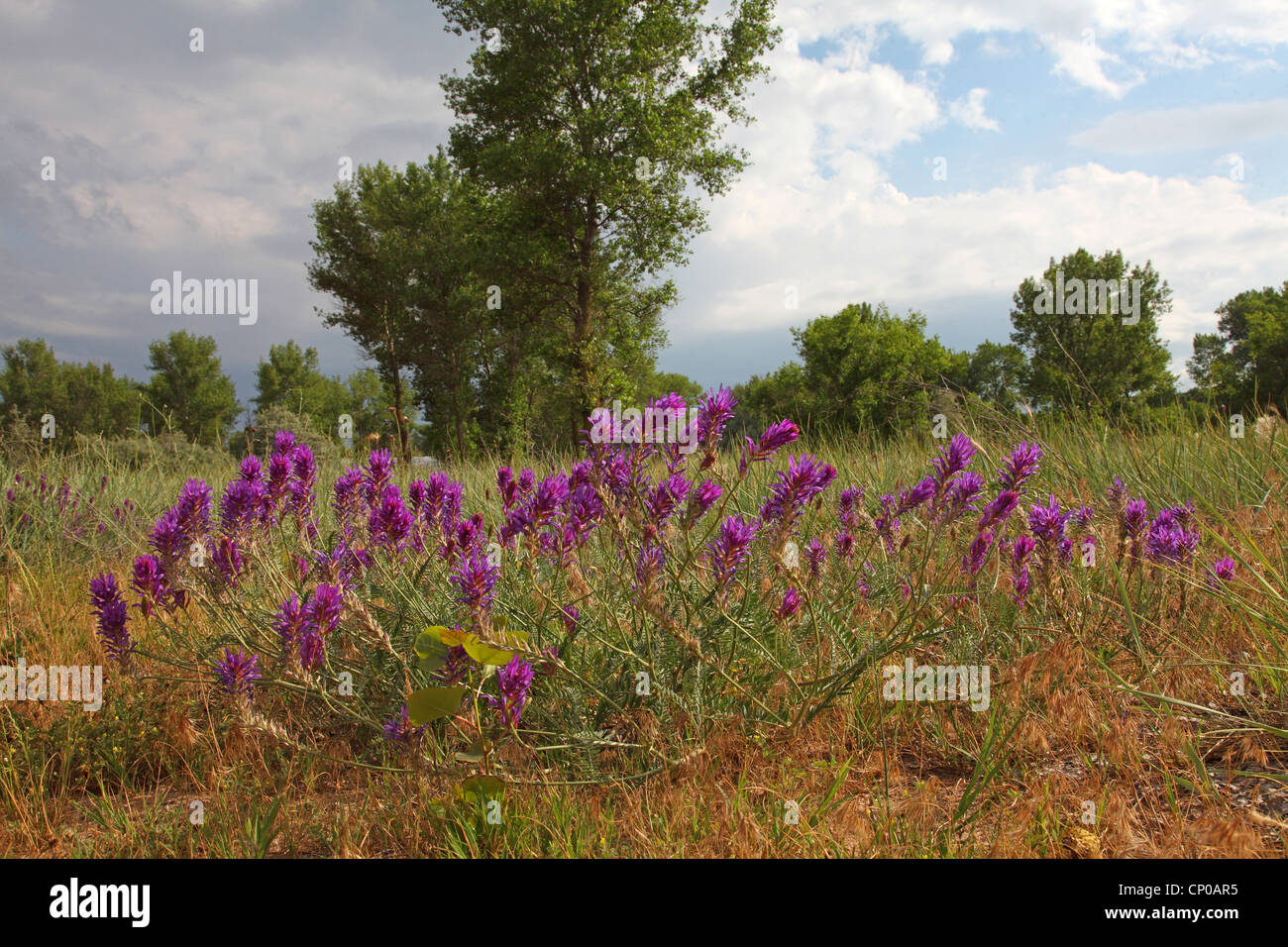 Astragalus onobrychis (Astragalus onobrychis), blooming, Bulgaria, Sable Stock Photo