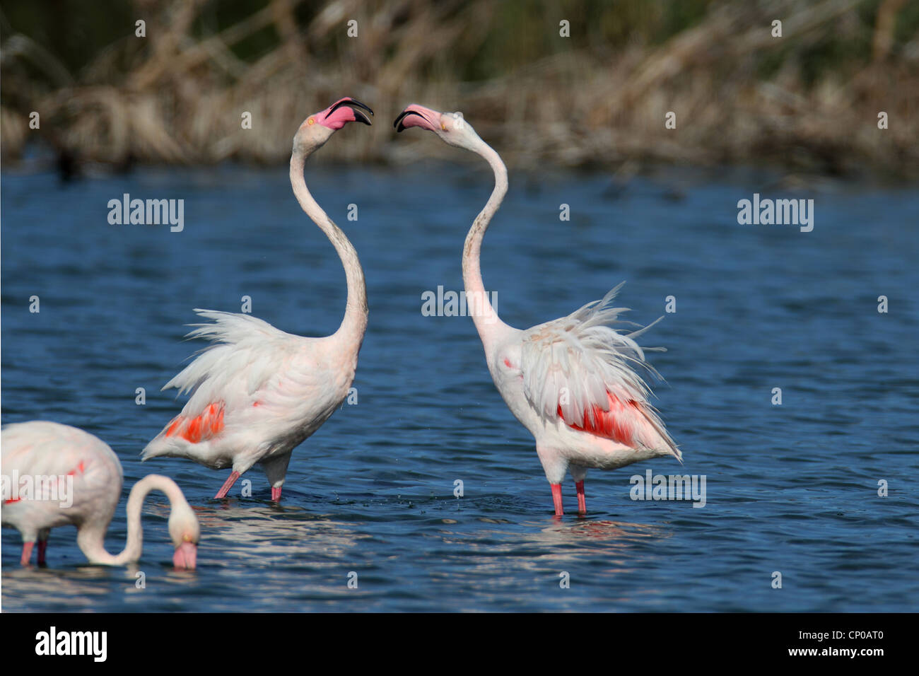 greater flamingo (Phoenicopterus roseus, Phoenicopterus ruber roseus), two aggressiv rivals, Spain, Almeria Stock Photo