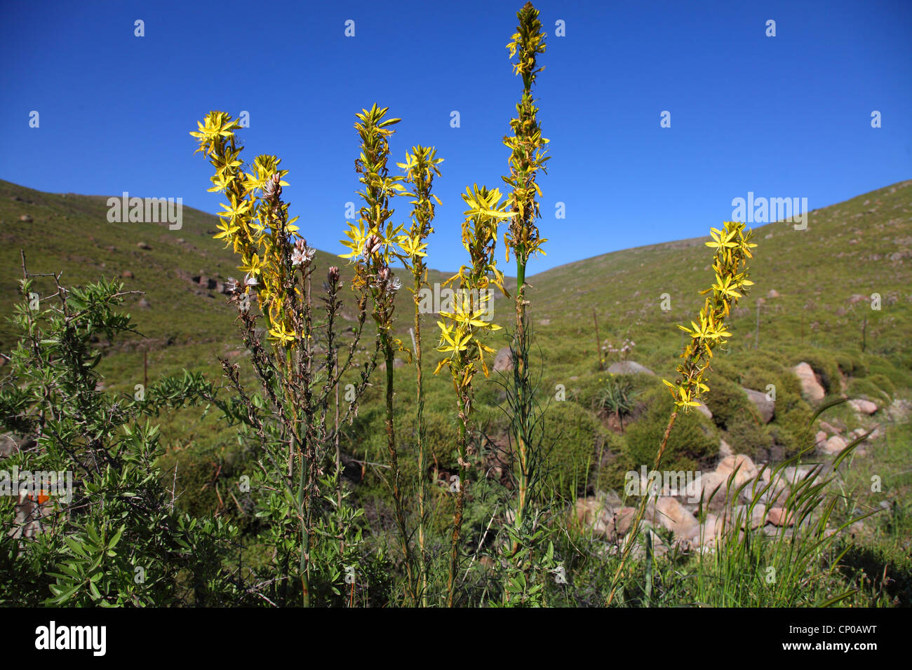 Yellow Asphodel (Asphodeline lutea), blooming, Greece, Lesbos Stock Photo