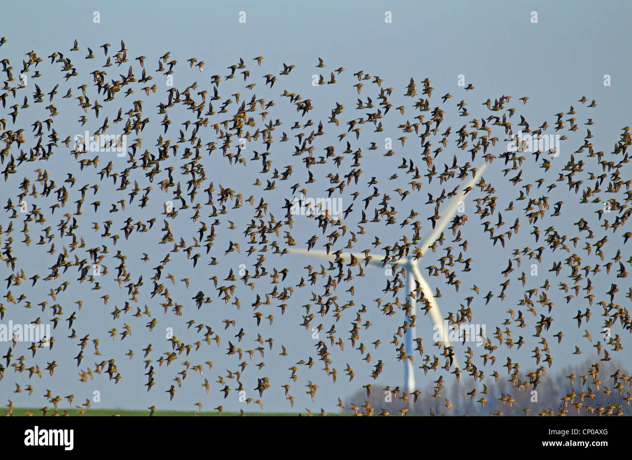 European golden plover (Pluvialis apricaria), huge flock flying in front of a wind power station, Netherlands, Frisia Stock Photo