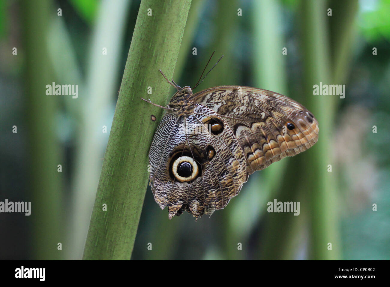 An owl butterfly (Caligo eurilochus) lingering on a plant. It's found in the rain forests of Mexico, Central and South America. Stock Photo