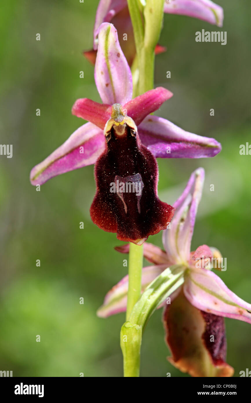 Horseshoe Orchid (Ophrys ferrum-equinum), blooming, Greece, Lesbos Stock Photo