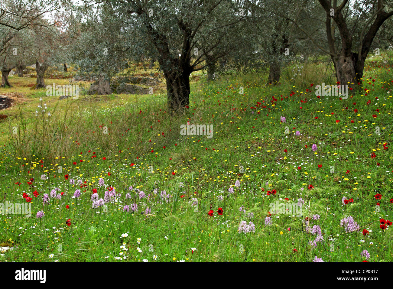 Italian orchid (Orchis italica), blooming on an olive grove with Anemone pavonina, Greece, Lesbos Stock Photo