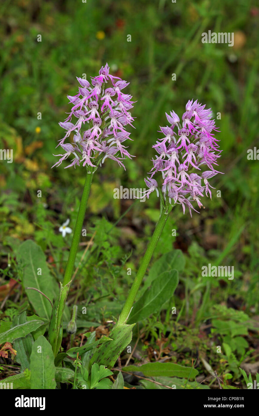 Italian orchid (Orchis italica), blooming, Greece, Lesbos Stock Photo