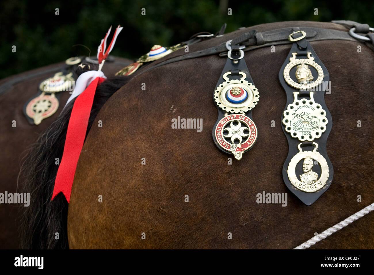 Horses brasses on a Shire Horses tail Stock Photo