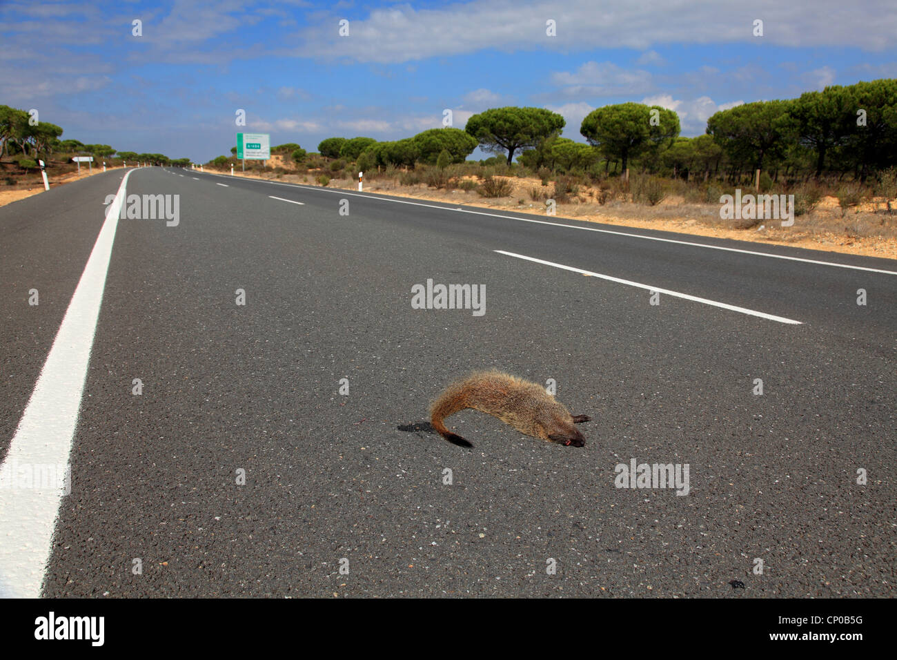 Egyptian mongoose (Herpestes ichneumon), roadkill of a mongoose, Spain, Coto Donana Stock Photo