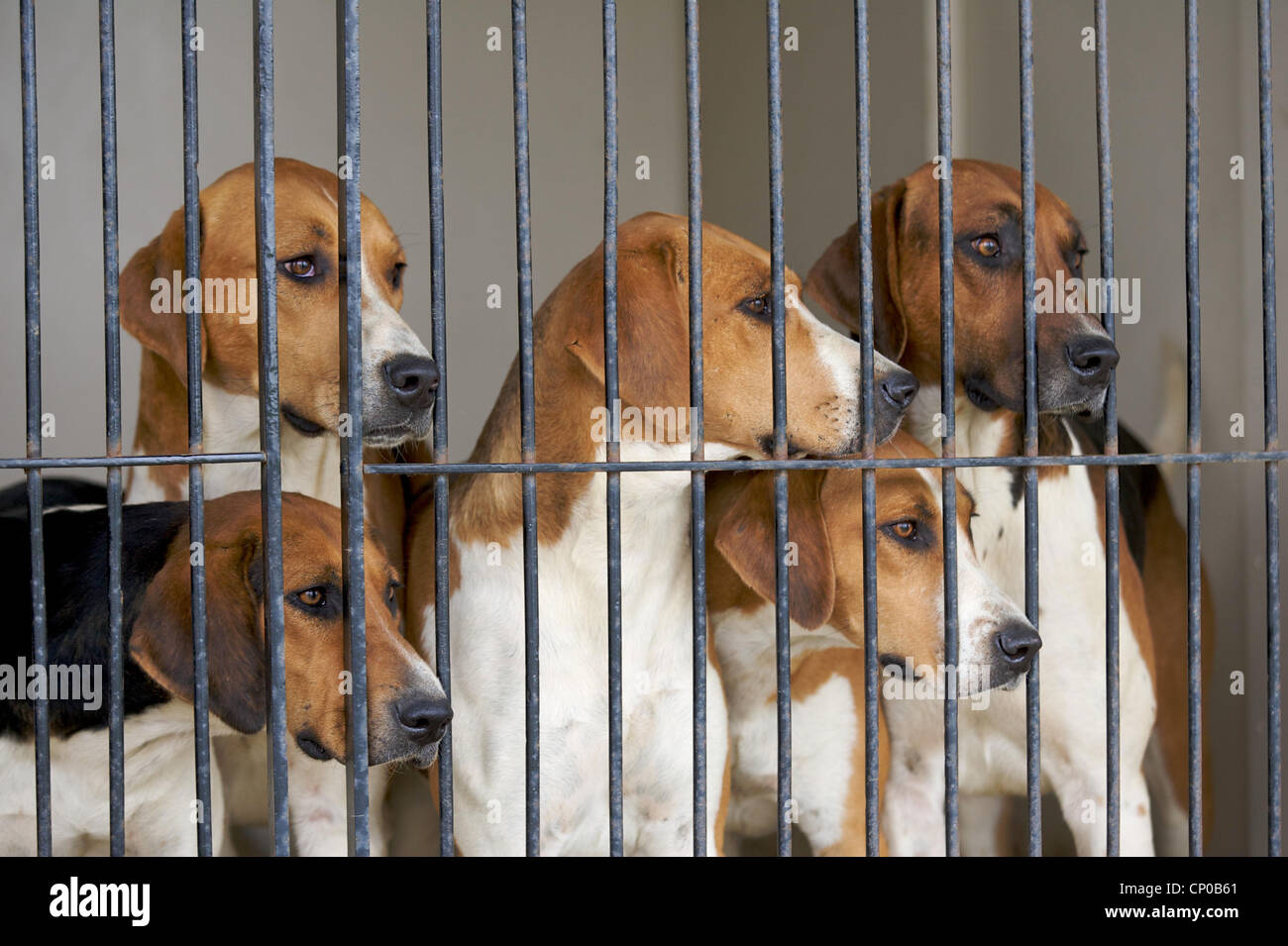 Fox Hounds at a show Stock Photo